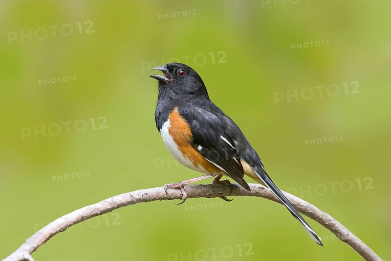 Eastern Towhee Pipilo erythrophthalmus Blue Ridge Parkway, North Carolina, United States 9 May Adult Male Emberizidae