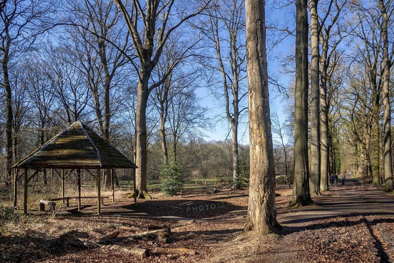 Drongengoedbos in spring, largest forest in East Flanders at Ursel near Knesselare, Aalter, Belgium