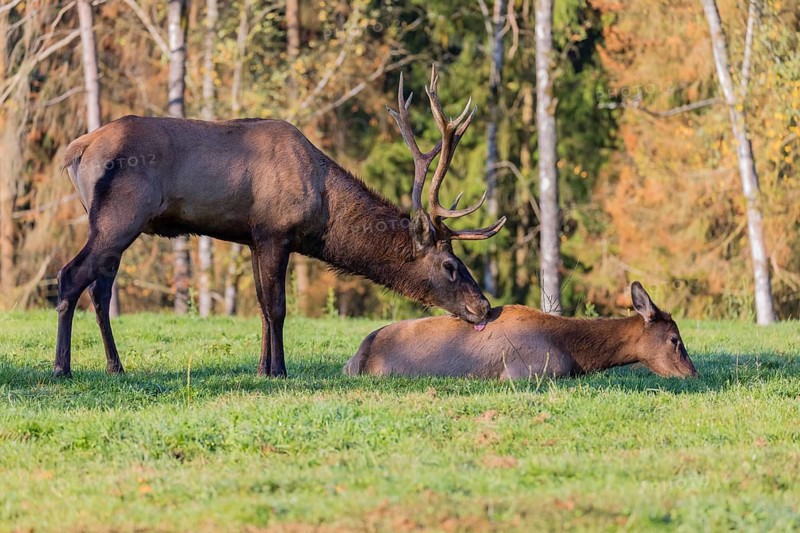 Rutting season. One Wapiti stag, Cervus canadensis, stands calling behind a female that lies on a green meadow at a forest edge