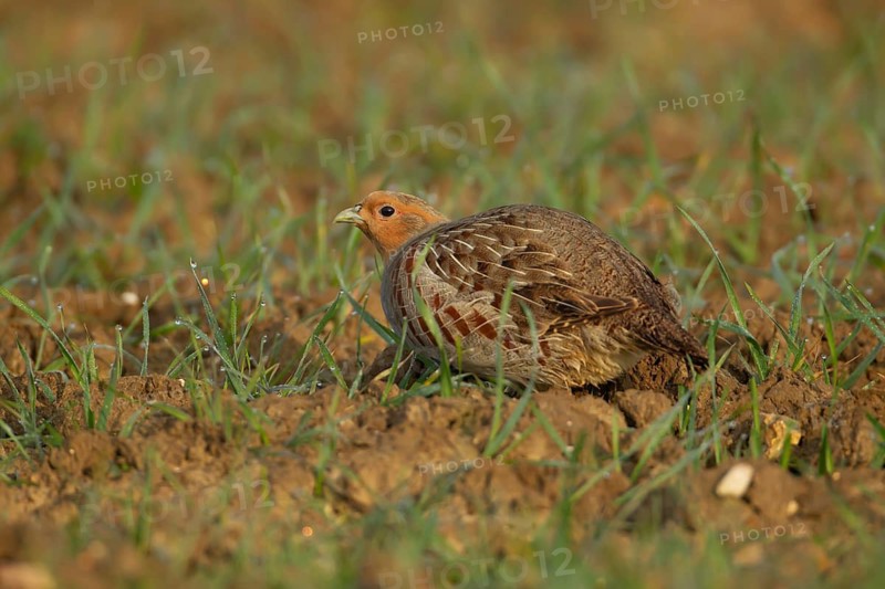 Grey or Hungarian or English partridge (Perdix perdix) adult bird in a farmland cereal field, England, United Kingdom