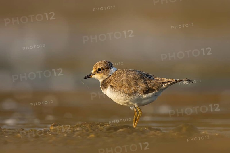 Little Ringed Plover (Charadrius dubius) juvenile, North Rhine-Westphalia, Germany
