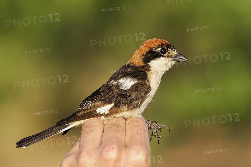 Woodchat Shrike (Lanius senator) ringed female in hand, Valencia, Spain