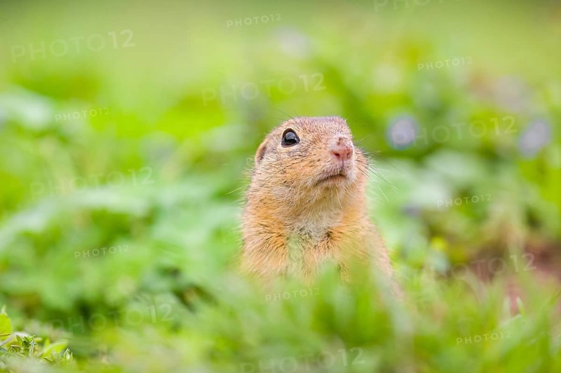 An adult European ground squirrel (Spermophilus citellus) or European souslik sits in green gras