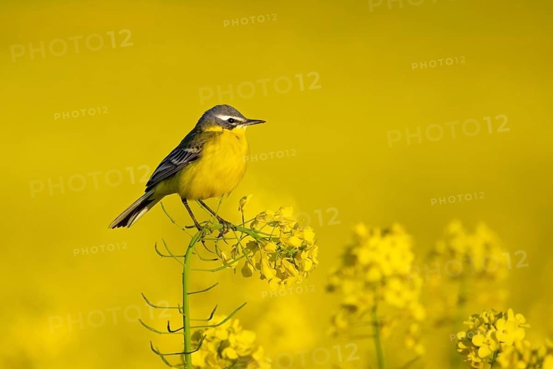 A yellow wagtail sits in spring in a flowering rape field near Frankfurt am Main, Frankfurt am Main, Hesse, Germany