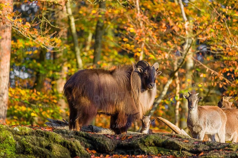 A male and a female Himalayan tahr (Hemitragus jemlahicus) stand on a rock. A dense autumnal forest is in the background