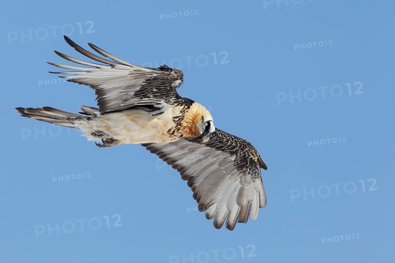 Bearded Vulture (Gypaetus barbatus) flying, Valais, Switzerland