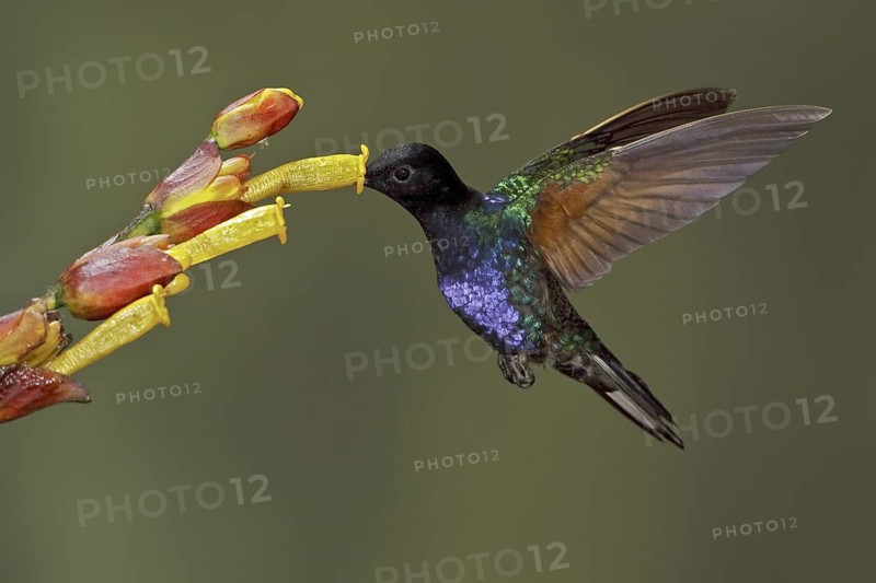 Velvet-purple Coronet (Boissonneaua jardini), Ecuador