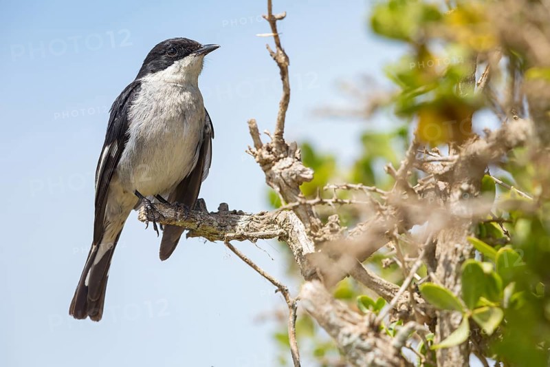 Sigelus silens, Fiscal Flycatcher, Gobemouche fiscal, Papamoscas fiscal, Garden Route National Park, Wilderness Section, Wilderness, Western Cape, South Africa