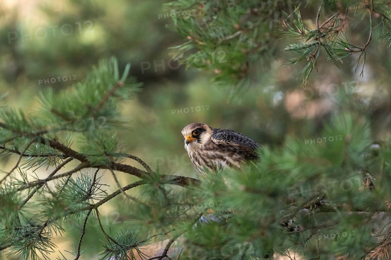 One female red-footed falcon (Falco vespertinus) sitting on a twig of a tree in a forest. Green vegetation in the background