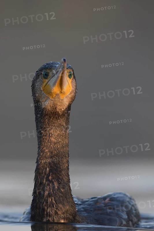Great Cormorant (Phalacrocorax carbo), North Rhine-Westphalia, Germany