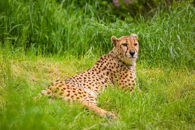 A cheetah (Acinonyx jubatus) lies in the tall green grass