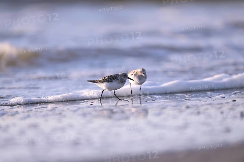 Sanderling (Calidris alba) on the beach with waves, Texel, North Holland, Netherlands