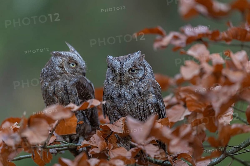 Two Eurasian scops owls (Otus scops)sitting on a twig of a beech tree, embedded in brown leafs
