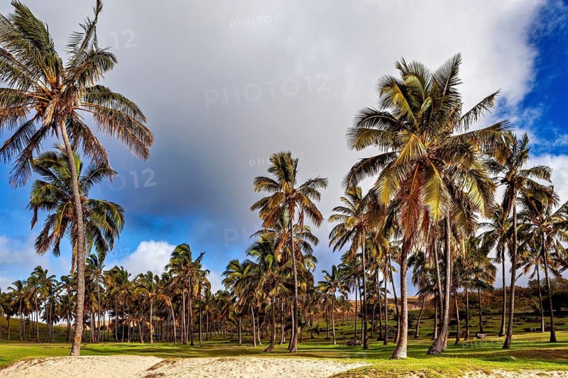 Tropical landscape with palm trees and blue sky crossed by clouds, The South Pacific palm trees on Easter Island in the Pacific Ocean