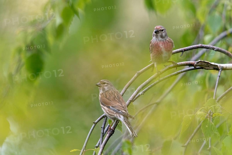 Acanthis cannabina, bloodtail, linaria cannabina, linnet, birds, female, hanfling, male, passeri, songbirds, birds, female