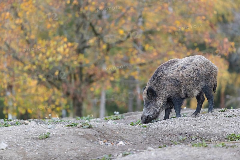 One wild boar or wild pig (Sus scrofa), walking over an opening in early morning light, searching for food, with an autumnal colored forest in the background