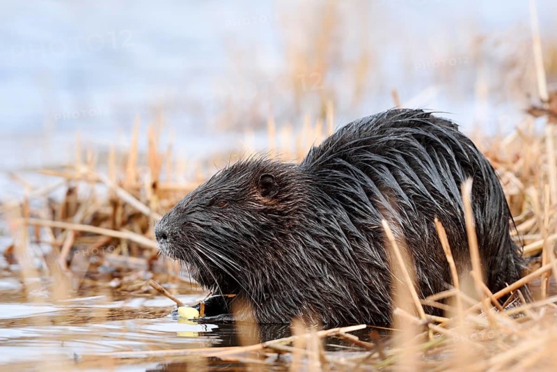 A nutria or coypu (Myocastor coypus) is sitting on the bank feeding, North Rhine-Westphalia, Germany, an invasive species in Europe