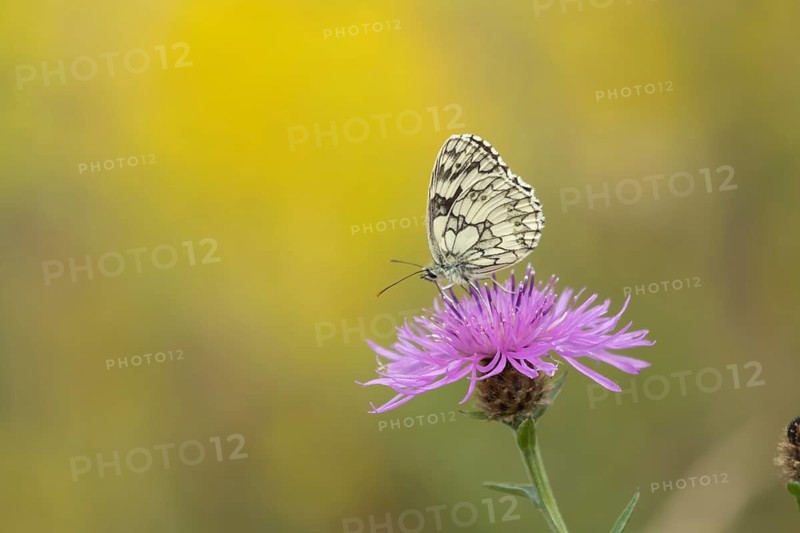 Marbled white butterfly (Melanargia galathea) adult insect feeding on Knapweed flowers in summer, Suffolk, England, United Kingdom