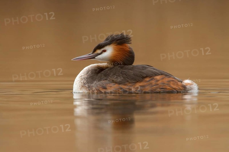 Great Crested Grebe (Podiceps cristatus), Utrecht, Netherlands