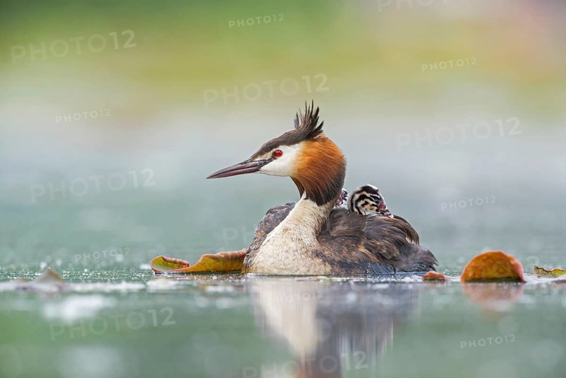 Great Crested Grebe (Podiceps cristatus) with chicks, Piedmont, Italy