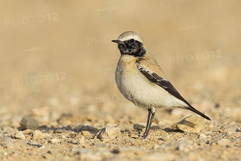 Desert Wheatear (Oenanthe deserti homochroa) male, Eilat, Israel