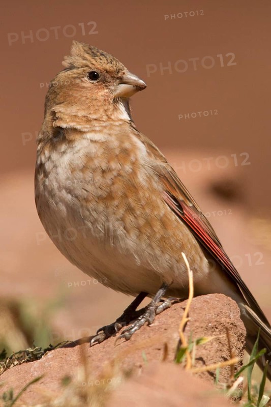Eurasian Crimson-winged Finch (Rhodopechys sanguineus) male, Morocco