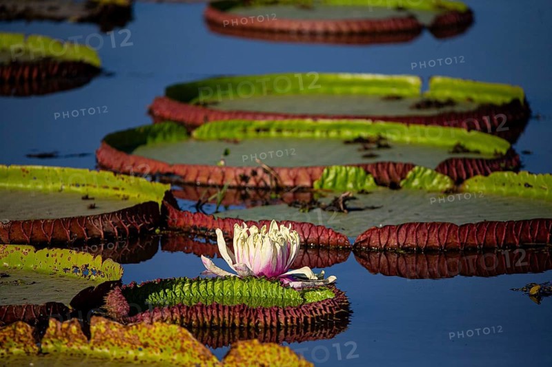 Giant water lily (Victoria amazonica) Pantanal Brazil