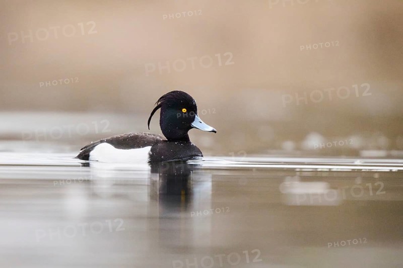 Tufted duck (Aythya fuligula) male swimming in a lake, Bavaria, Germany