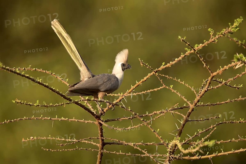 Bare-faced Go-away-bird (Corythaixoides personatus), Lake Langano, Ethiopia
