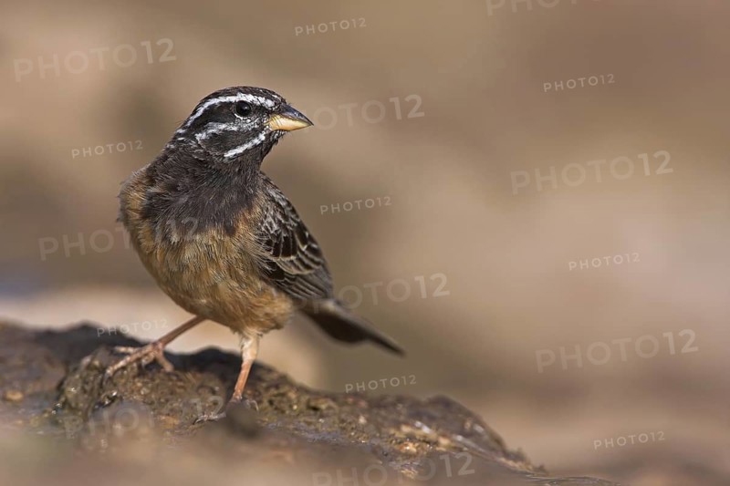 Cinnamon-breasted Bunting (Emberiza tahapisi), Oman
