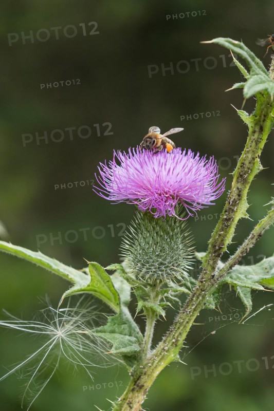 Bees on a flower, common thistle (Cirsium vulgare), treetop walk, Germany
