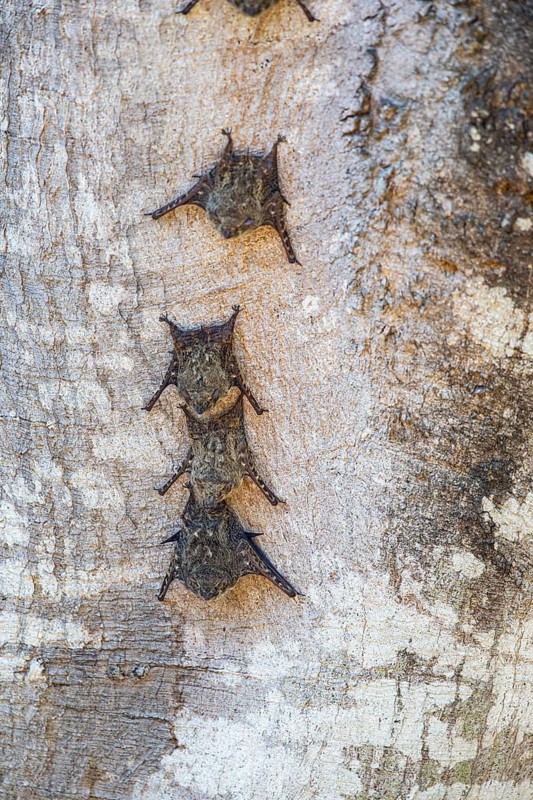Long-nosed proboscis bat (Rhynchonycteris naso) Pantanal Brazil