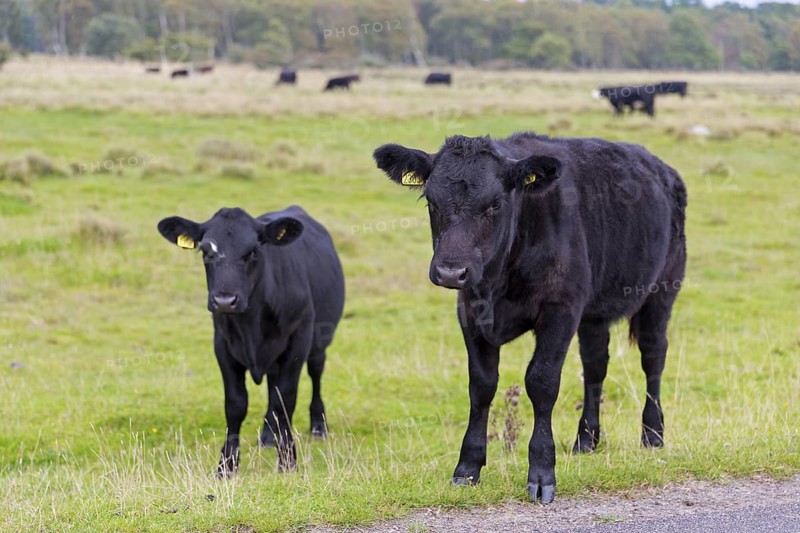 Black domestic cattle, (Bos primigenius taurus), animals, mammals, cow with calf, cattle, cattle, cows, pasture, Ottenby, Degerhamn, Kalmar, Sweden