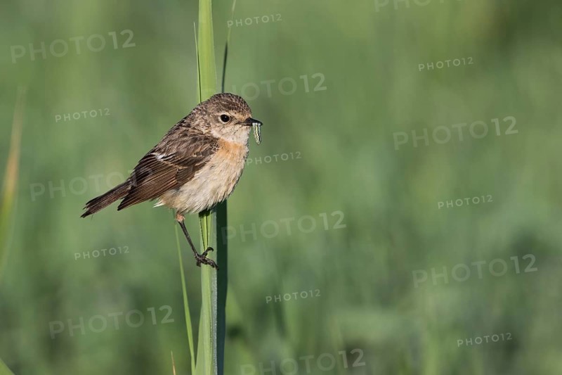 Siberian Stonechat - Pallasschwarzkehlchen - Saxicola maurus, Kyrgyzstan, adult female