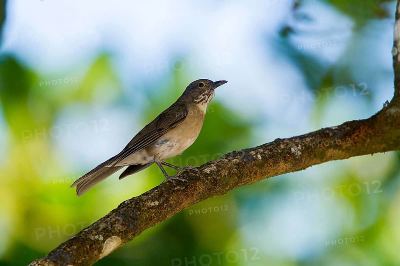 White-throated Thrush Turdus assimilis calliphthongus Cerro de San Juan, Tepic, Nayarit, Mexico 6 June 2016 Adult Turdidae