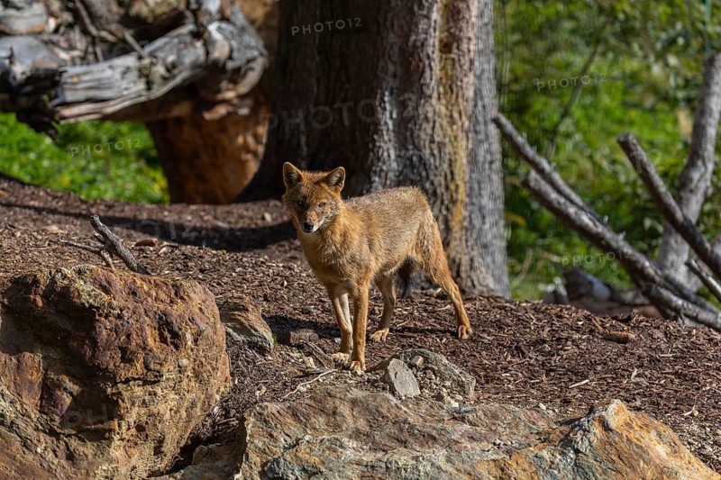 One golden jackal (Canis aureus)standing on forest floor in front of fallen trees on a sunny day