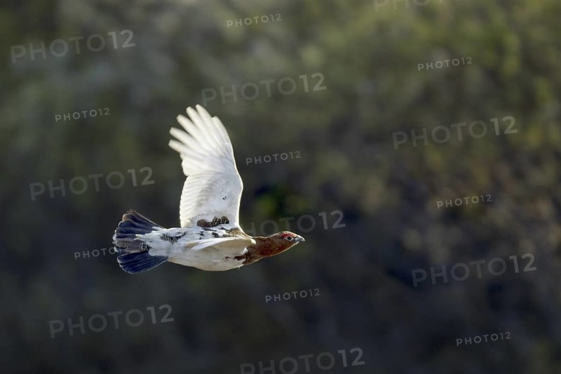 Willow Ptarmigan (Lagopus lagopus) male flying, Alaska, USA