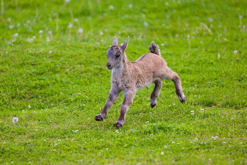 One baby ibex (Capra ibex) runs over a green meadow