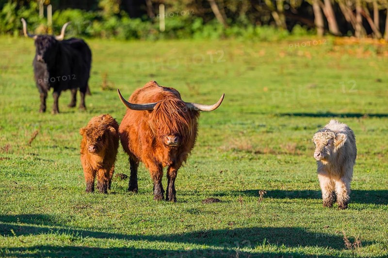 A highland cow (Bos primigenius taurus) and two calves stand side by side in a meadow