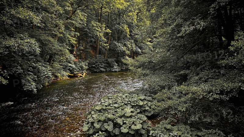 A shallow river with surrounding dense vegetation in a shady forest, quiet, melancholy atmosphere, atmospheric, hiking in the Schwarza Valley nature park Reserve, Thuringian Highlands, Thuringian Forest Nature Park