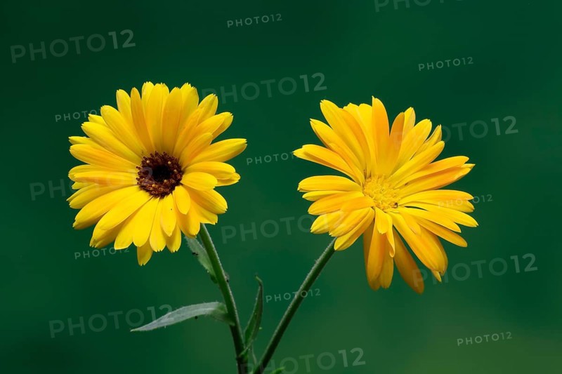 Marigold (Calendula officinalis), flower, flowering, medicinal plant, Ellerstadt, Germany