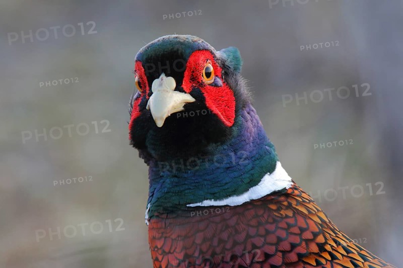 Common Pheasant (Phasianus colchicus) male, Texel, Netherlands