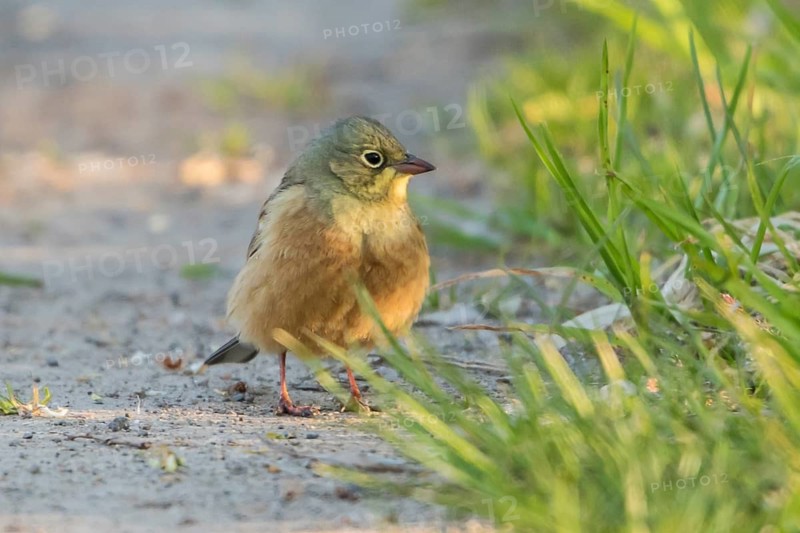 Ortolan Bunting (Emberiza hortulana) male, Thuringia, Germany