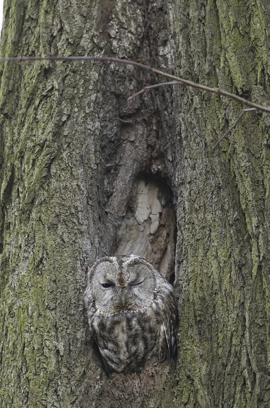 Tawny Owl (Strix aluco), Saxony, Germany
