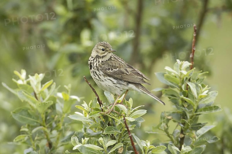 Meadow Pipit (Anthus pratensis), Iceland
