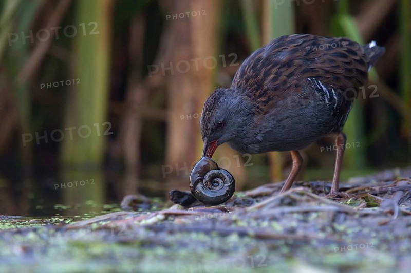 Water Rail (Rallus aquaticus) foraging, Saxony, Germany