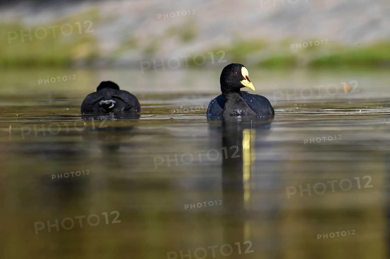 Yellow-billed coot (Fulica armillata) on a lake in Buenos Aires, Argentina