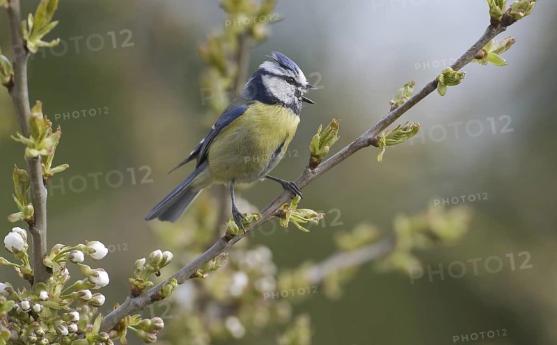 Eurasian Blue Tit (Cyanistes caeruleus) singing, Saxony, Germany