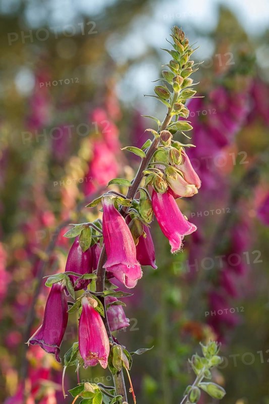 Foxglove (Digitalis purpurea), flowers on forest, Galicia, Spain