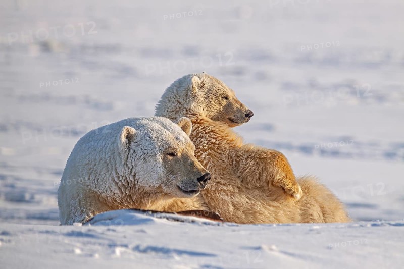 Polar bears (Ursus maritimus), polar bear mother and young in the snow, Kaktovik, Arctic National Wildlife Refuge, Alaska, USA